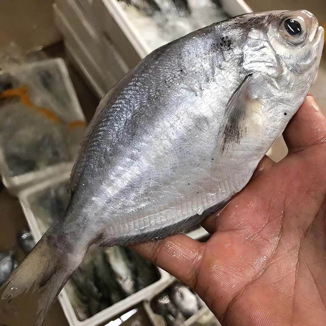 广东汕尾市本港海生鲜海捕肉鲳鱼（南昌鱼）