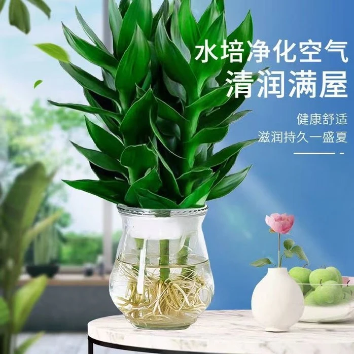 水培观音竹富贵竹室内绿植办公室客厅卧室四季好养盘栽净化空气