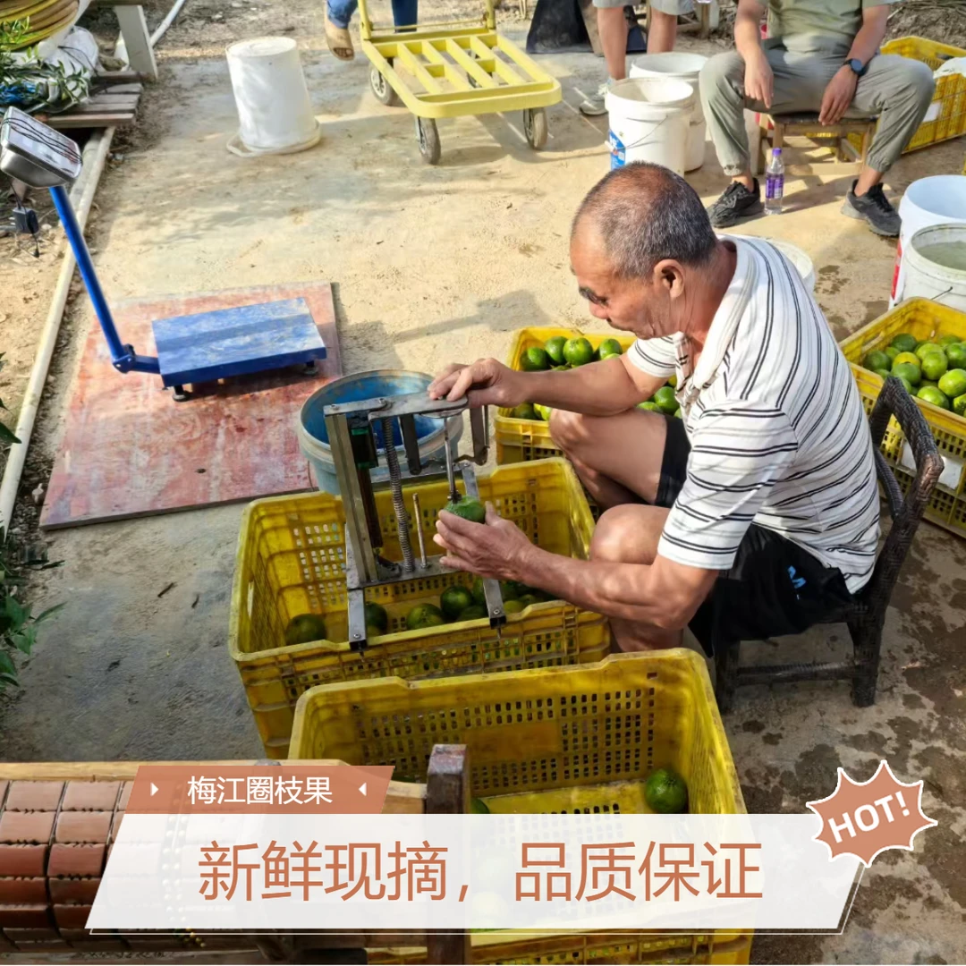 2024正宗新会梅江圈枝柑（鲜果）茶枝柑果