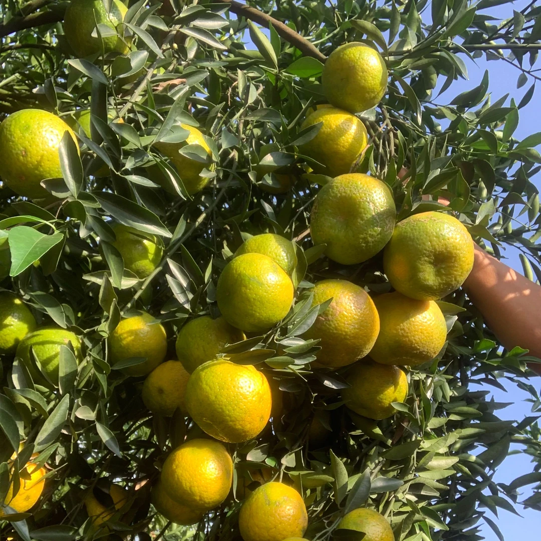 2024正宗新会天马原枝柑（鲜果）茶枝柑