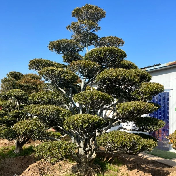 瓜子黄杨 对接白蜡 红花继木 各种造型树庭院春季秋季美观植物