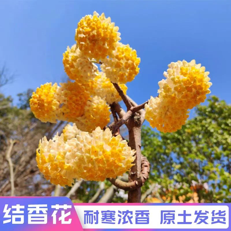 一物一拍结香花苗丛林大苗盆栽阳台庭院耐寒耐热浓香花卉植物