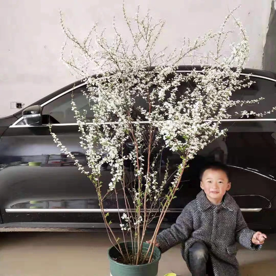 一物一拍喷雪花雪柳树苗冬天庭院耐寒耐热花卉绿植春天开花