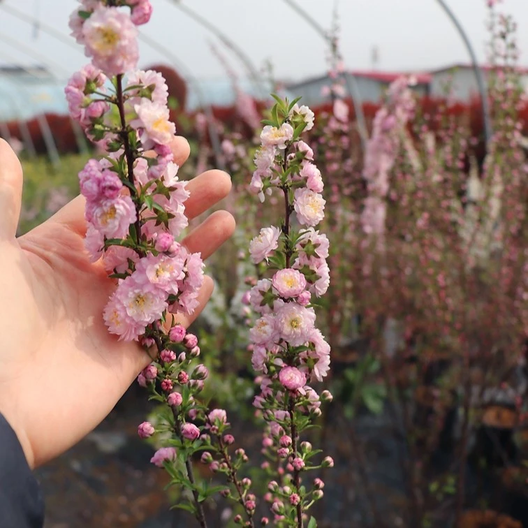 粉色重瓣珍珠郁李树苗多年生灌木盆栽花卉植物室外露天耐寒