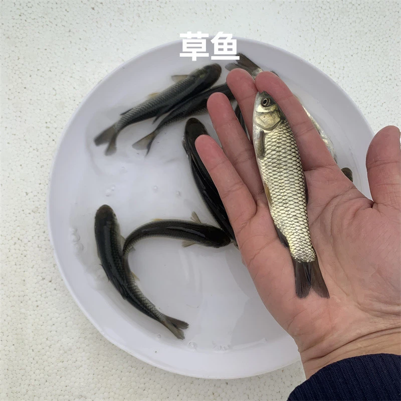 淡水草鱼鲩鱼活体养殖观赏宠物饲料鱼四大家鱼小尺寸鱼大好养活鱼