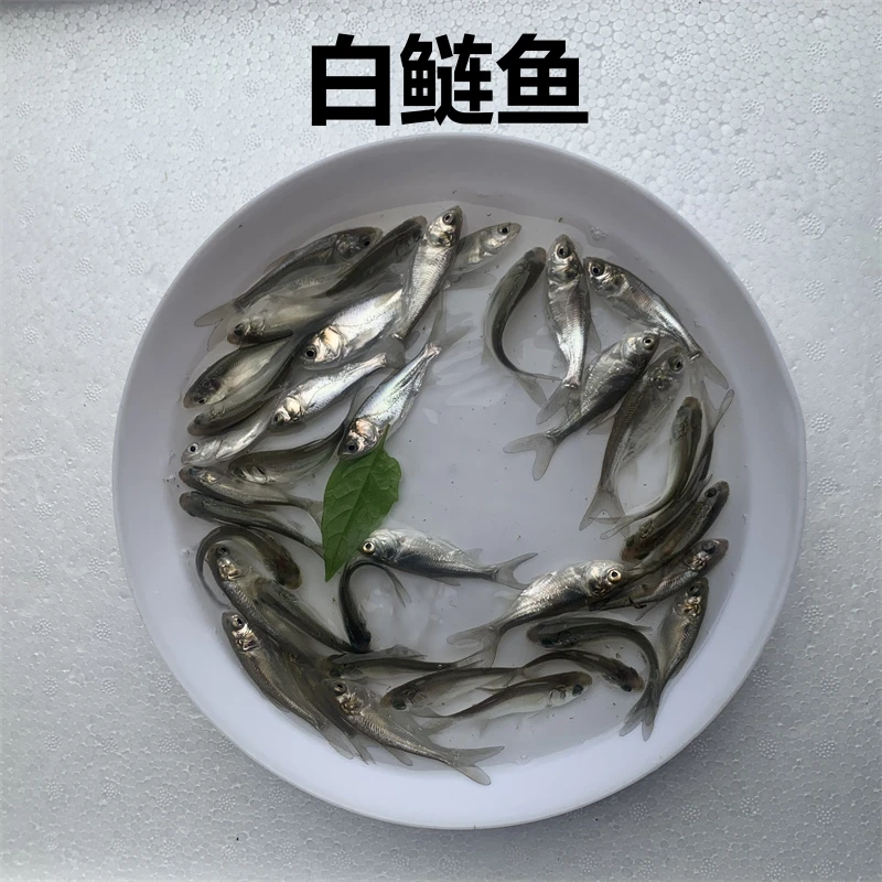 淡水白鲢鱼活体小尺寸宠物观赏养殖好养活大规格四大家鱼跳鲢鱼