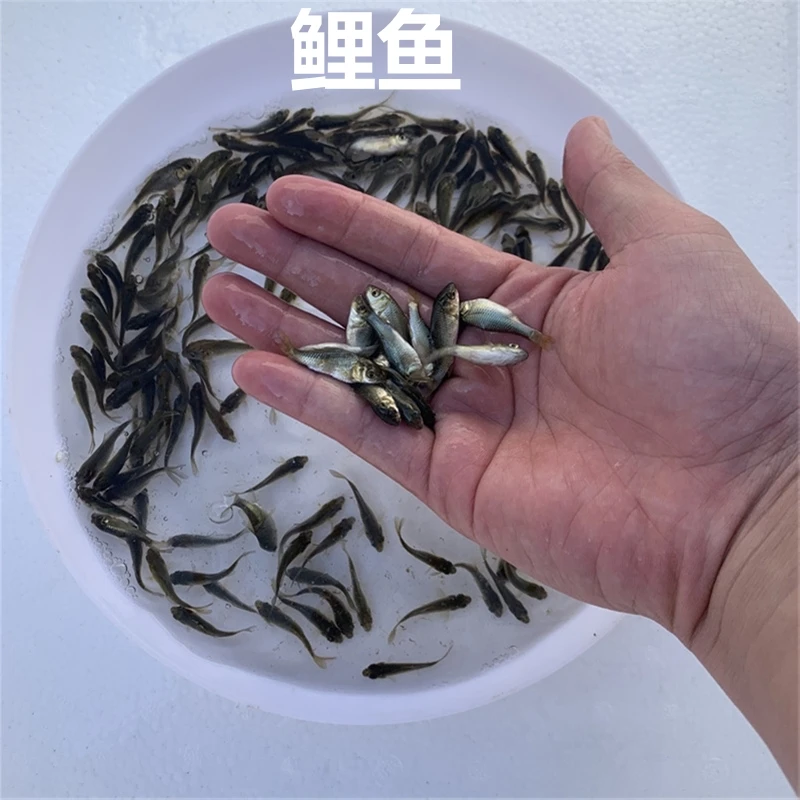 淡水鲤鱼丰鲤鱼荷包鲤鱼黄尾巴淡水活体四大家鱼观赏宠物水族小鱼