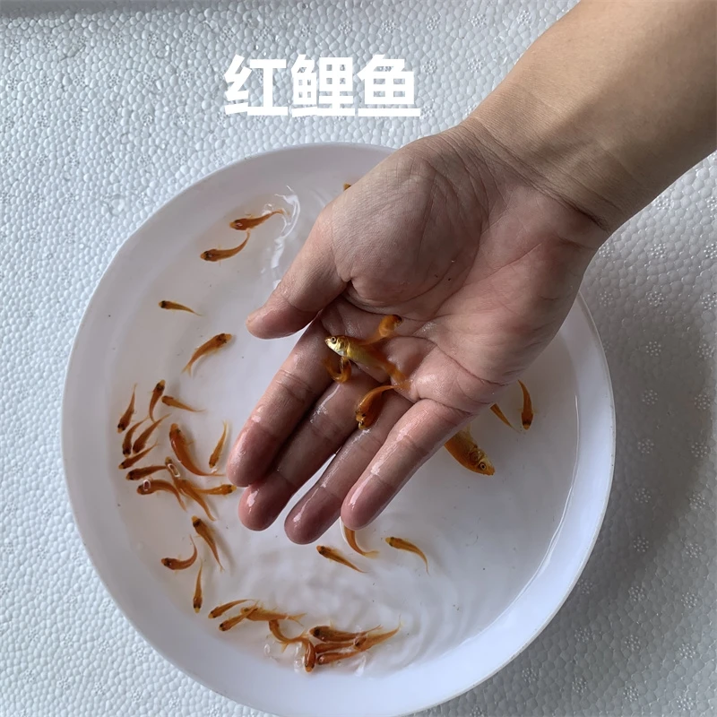 淡水红鲤鱼小红鱼观赏养殖宠物水族鱼好养活