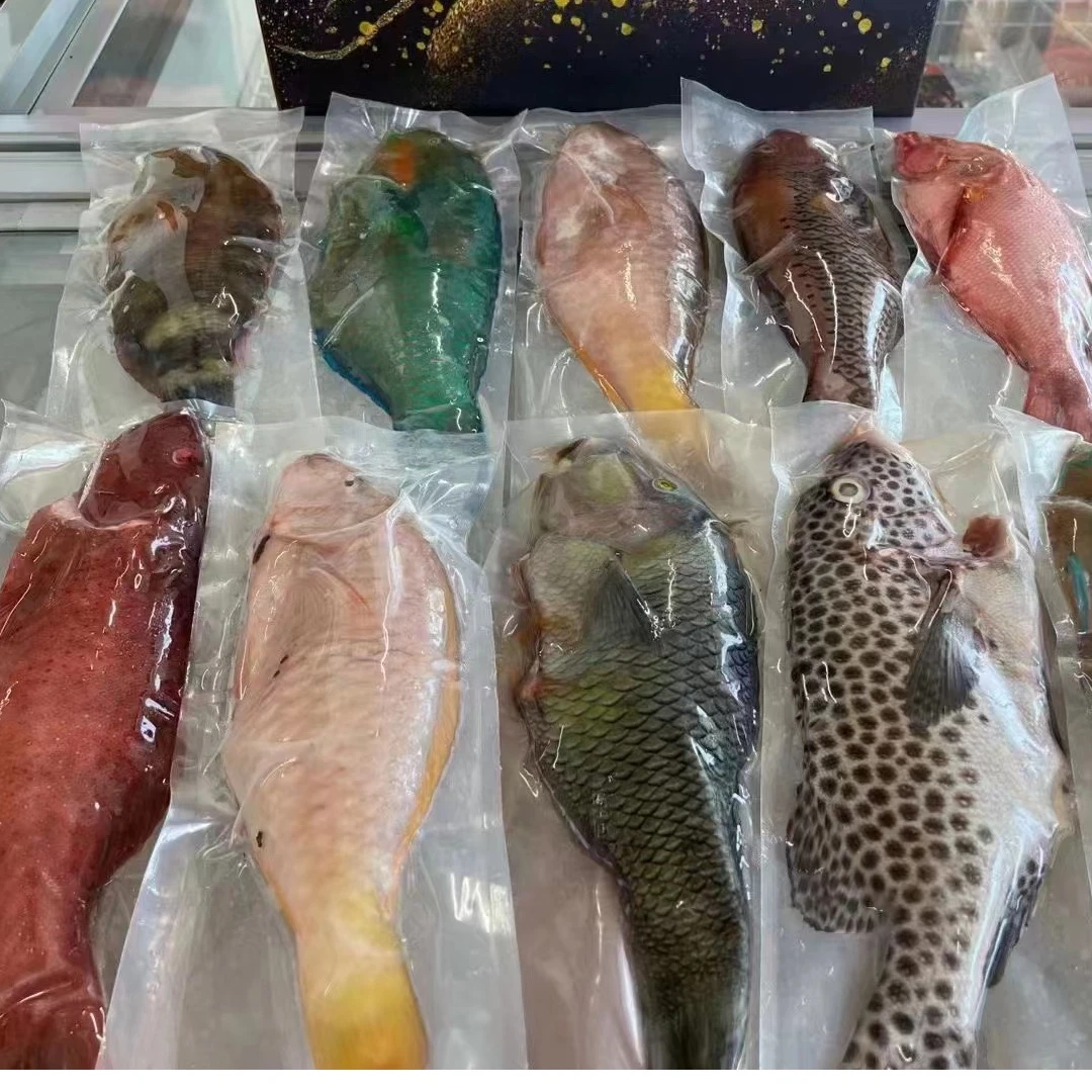 西沙野生珊瑚鱼礼盒活杀放血去内脏青刺身级别送朋友都是高端级别