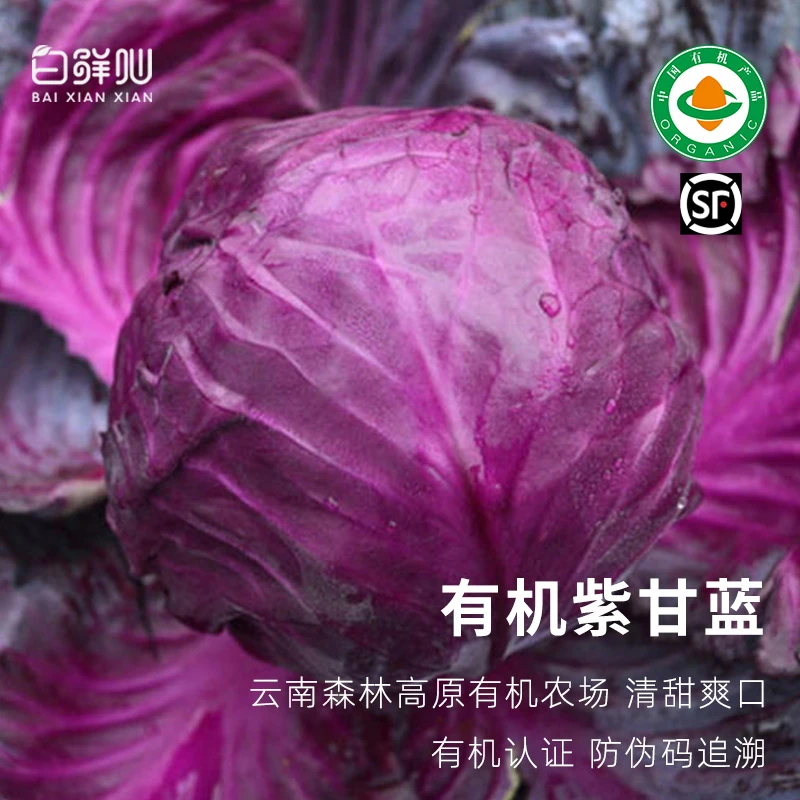 有机紫甘蓝紫包菜云南轻食沙拉真正纯有机蔬菜新鲜配送到家正宗