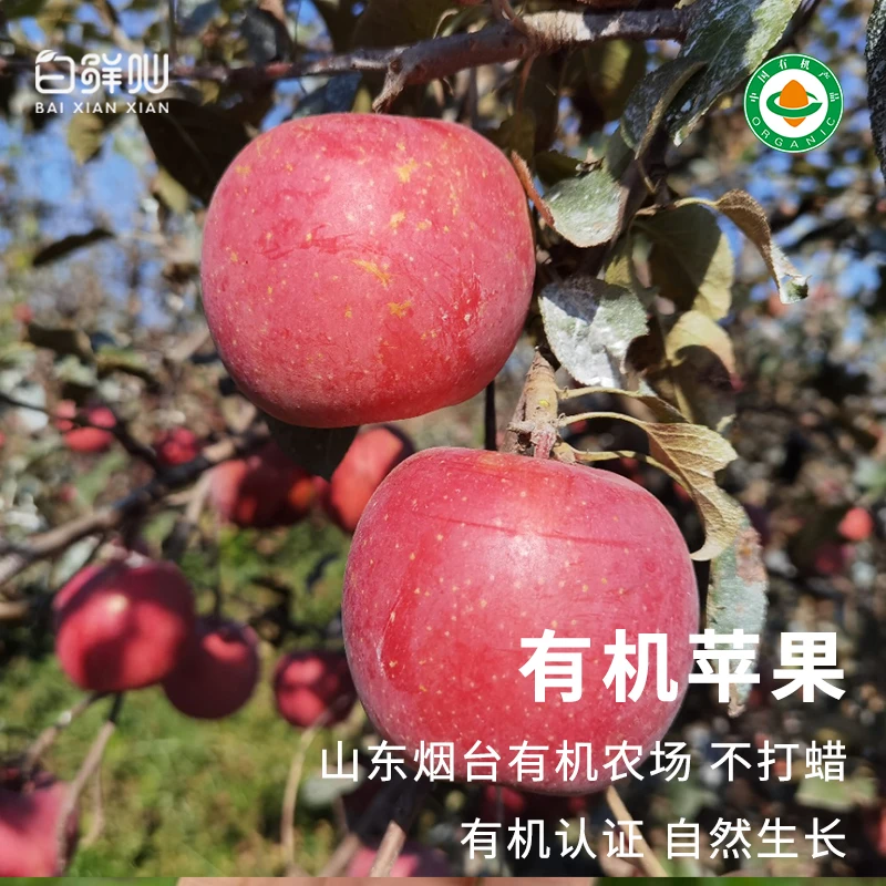 有机苹果水果红富士新鲜采摘蔬菜农场直发不打蜡包邮当季
