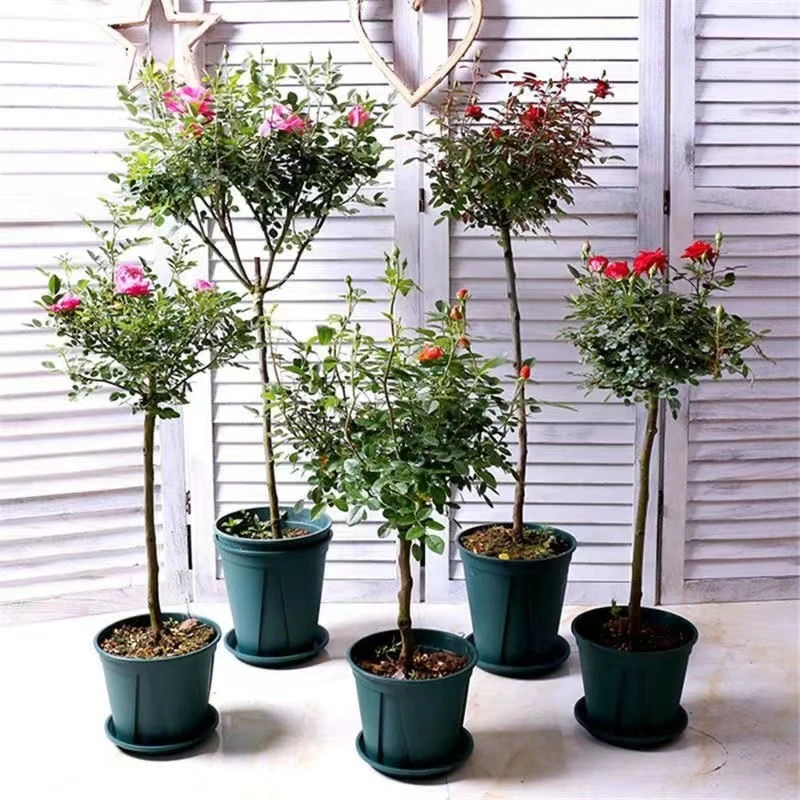 《5颗装》棒棒糖月季树桩老桩阳台庭院种植开花不带花好养护