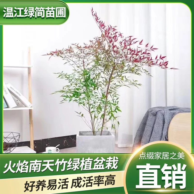 客厅绿植室内火焰南天竹花卉绿植盆栽四季热卖绿植多头南天竹带根