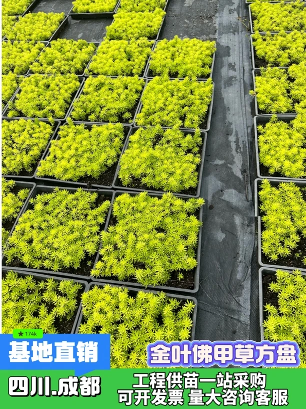 金叶佛甲草方盘苗黄金景天万年草过路黄花镜植物造景屋顶绿化草皮