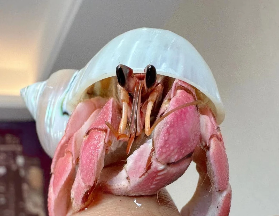 大小寄居蟹贝壳鱼缸