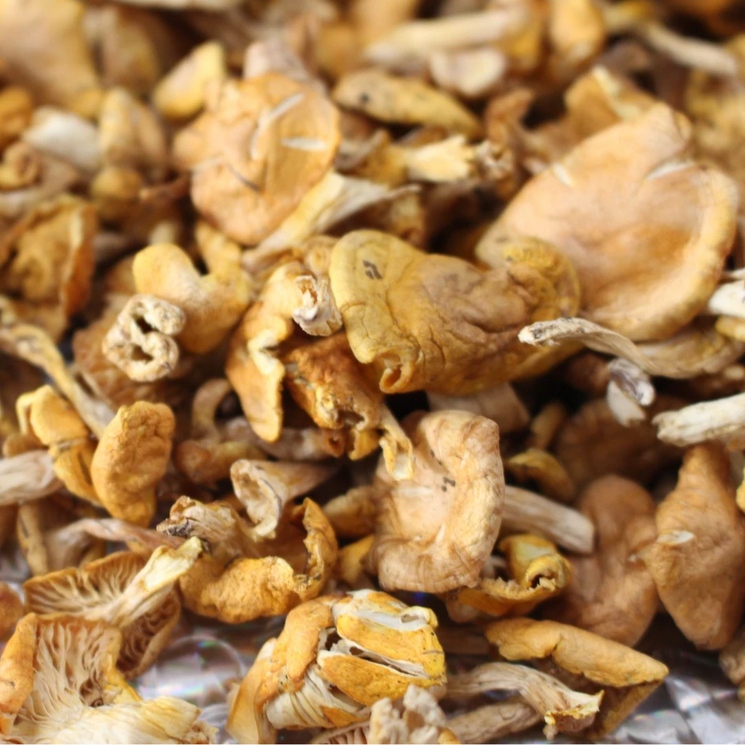 小黄蘑东北特产干货煲汤食材野生菌菇