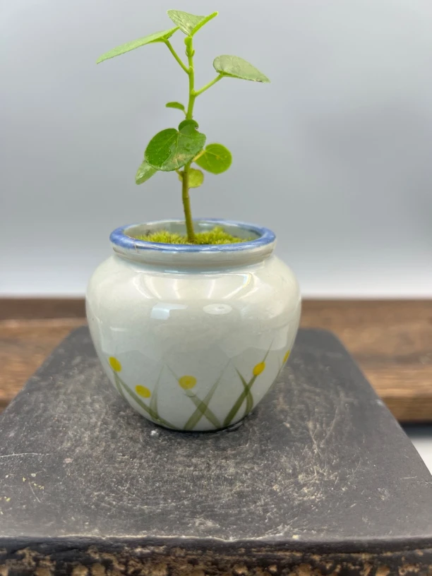 滨朴小微盆景好养易活茶台空间