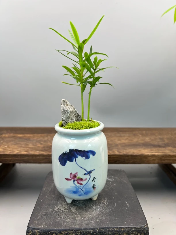 罗汉松国风采绘荷香盆微盆景