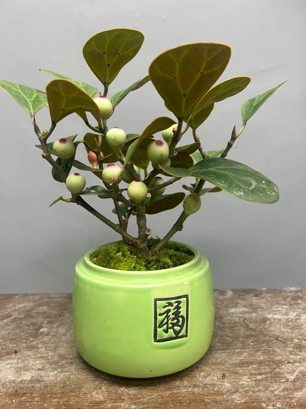 小盼菩提国风彩绘盆