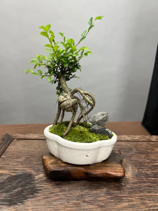 忠玺榆树白冰裂小微盆景