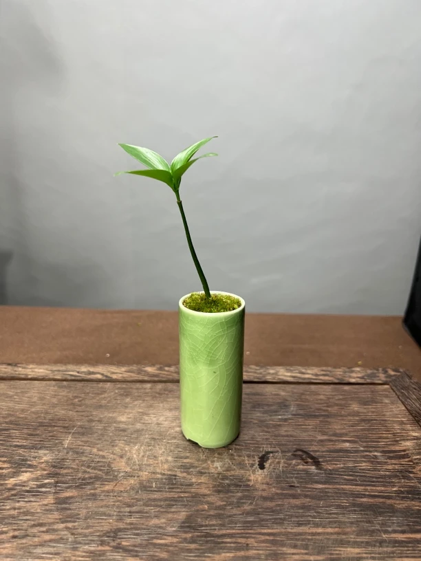 四叶草竹柏圆筒盆小微盆景