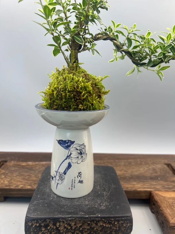 六月雪荷趣盆微盆景