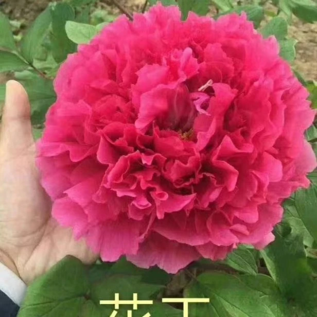 菏泽观赏牡丹花王