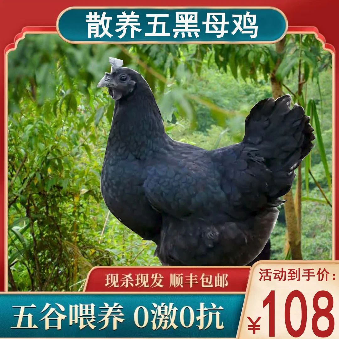 张丫头农场散养五黑老母鸡跑山鸡走地鸡黄油乌鸡汤滋补营养高品质