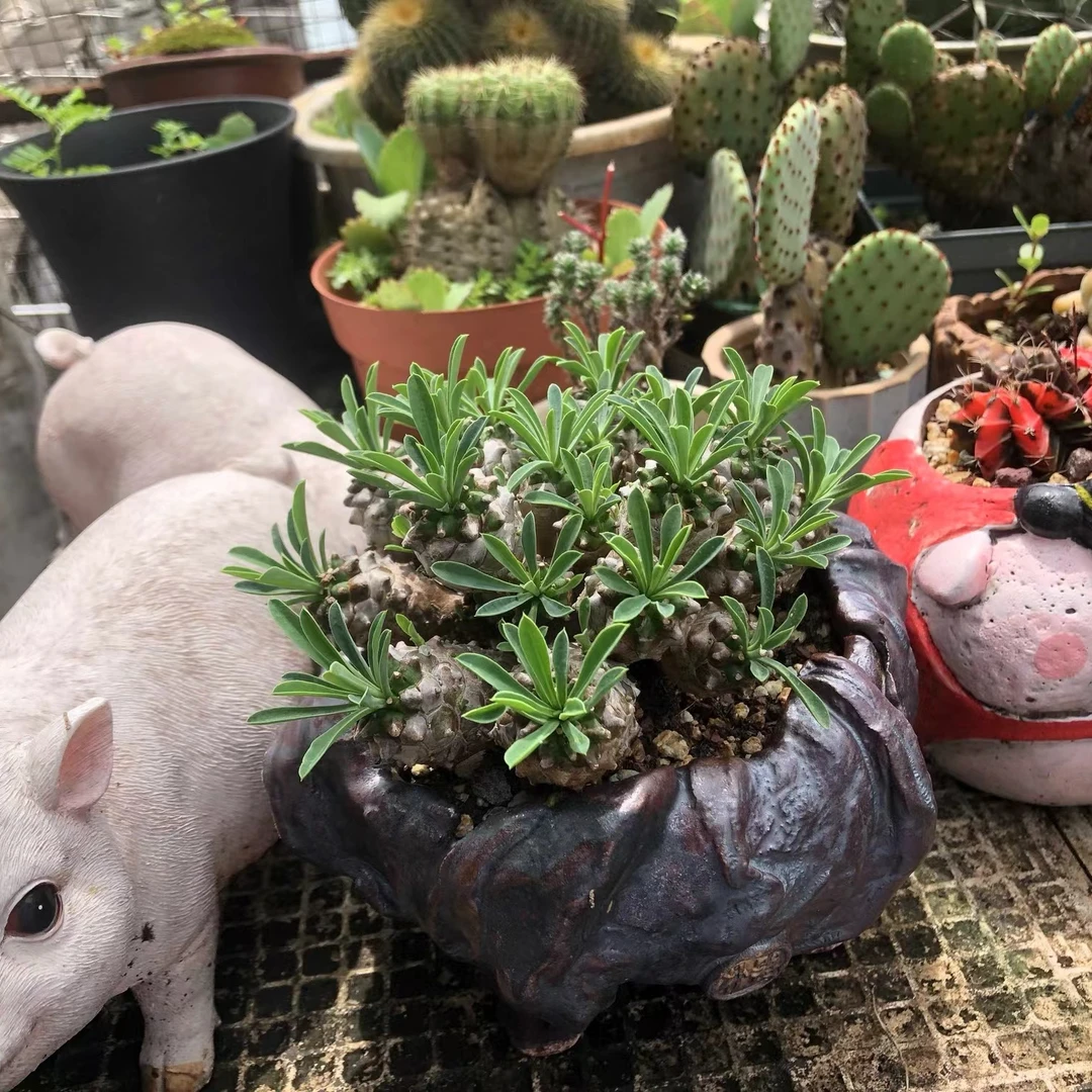 景德镇手工多肉花盆朴器复古个性多肉植物花盆