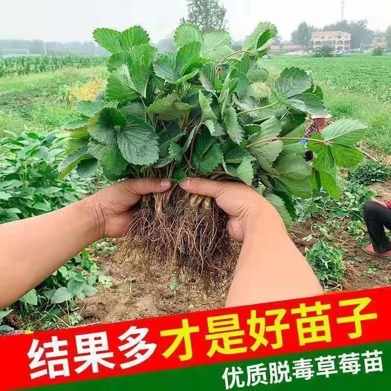 草莓秧苗四季草莓苗南北方当年结果奶油草莓苗红颜草莓苗草莓盆栽