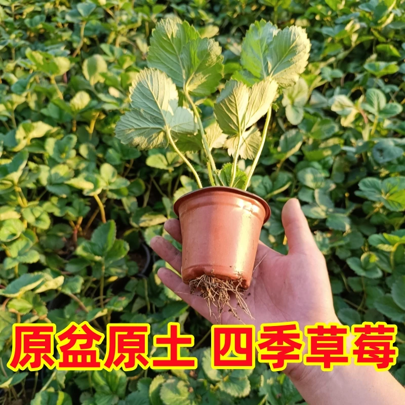 (5颗包邮)红杯奶油草莓苗四季盆栽带盆土阳台易种活草莓苗秧优质