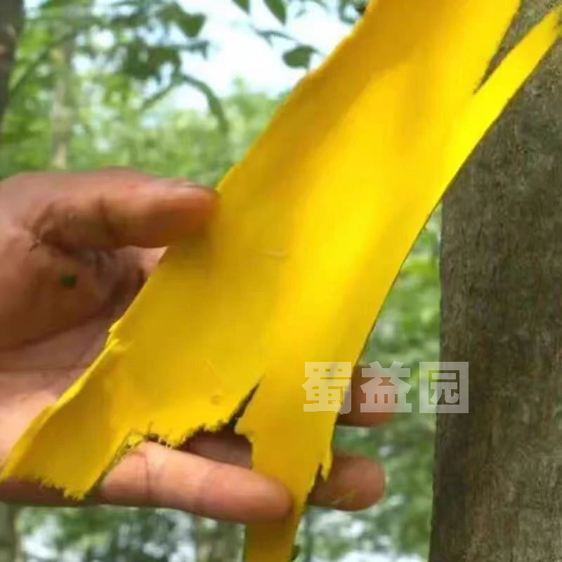 特价-四川黄柏苗纯正粗皮黄柏皮树苗黄菠萝树苗现挖保湿发货厚皮