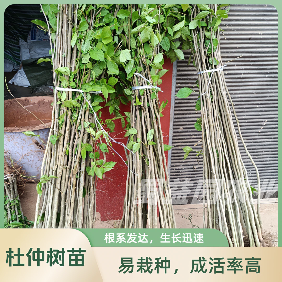 纯正杜仲树苗现挖丝棉树剥皮用的四川杜仲树苗厚皮杜仲苗保湿发货