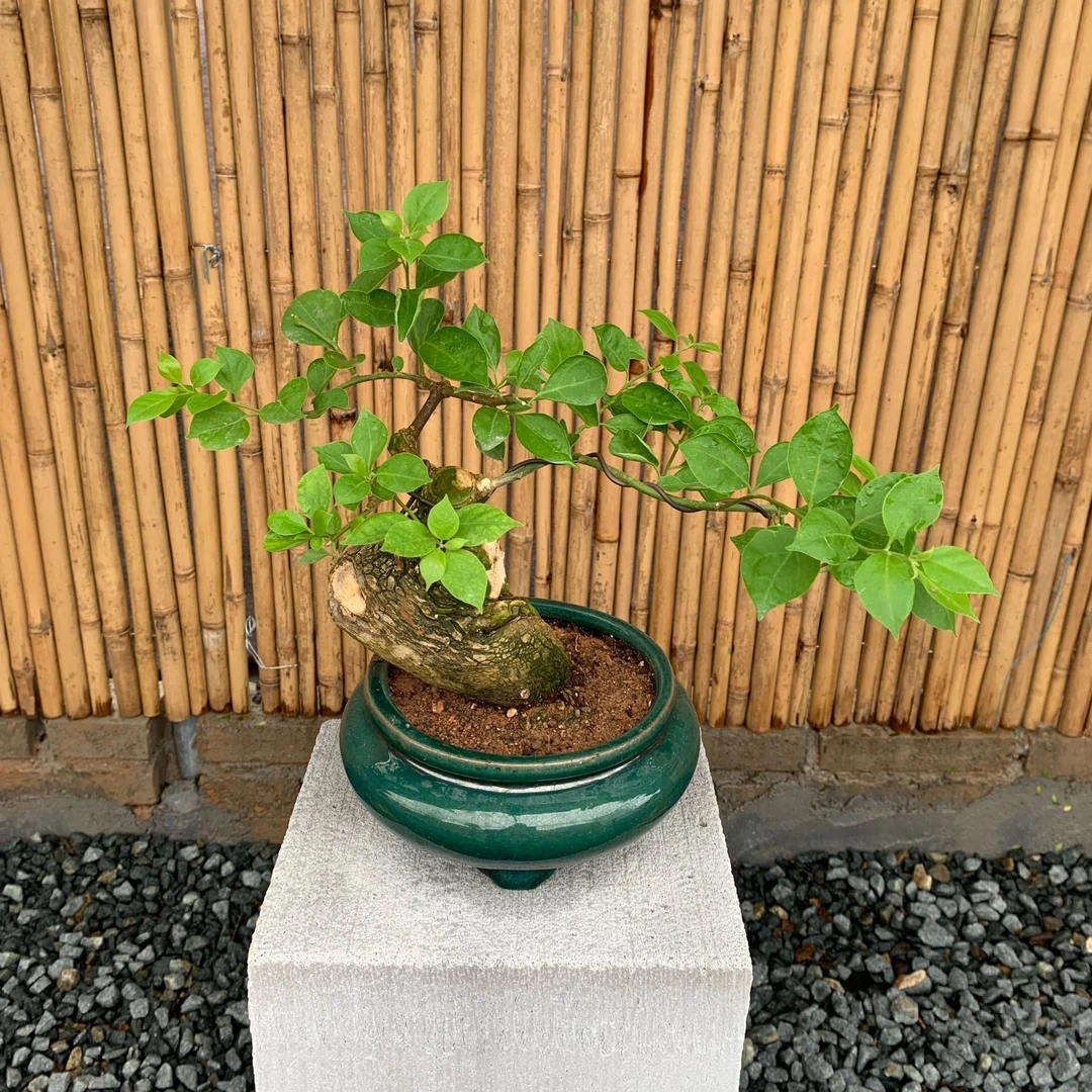 三角梅老桩盆景一物一拍通用链接 坨坨桩三角梅精品盆栽 截图为准