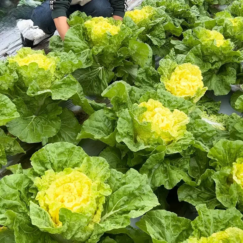 黄心大白菜种子  北京小杂早熟包心大白菜种子春秋播种高产