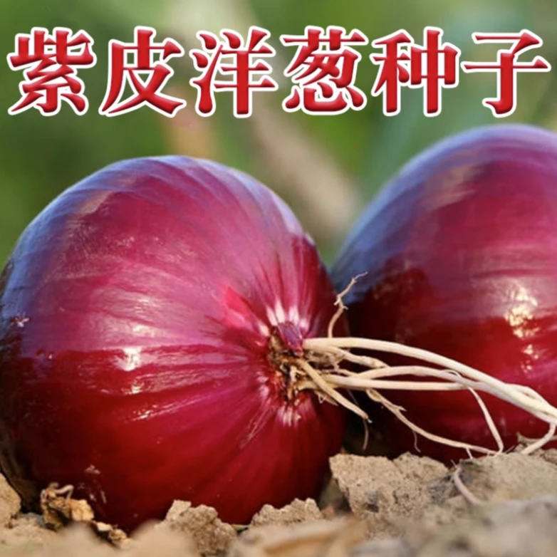 紫皮洋葱种子红皮甜阳台蔬菜种植耐寒耐热四季高产