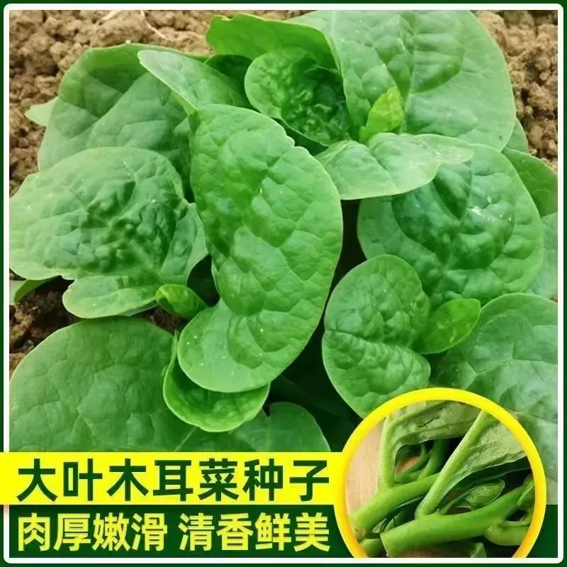 四季大叶木耳菜种子肉厚可食耐高温耐湿阳台盆栽易种蔬菜种籽.