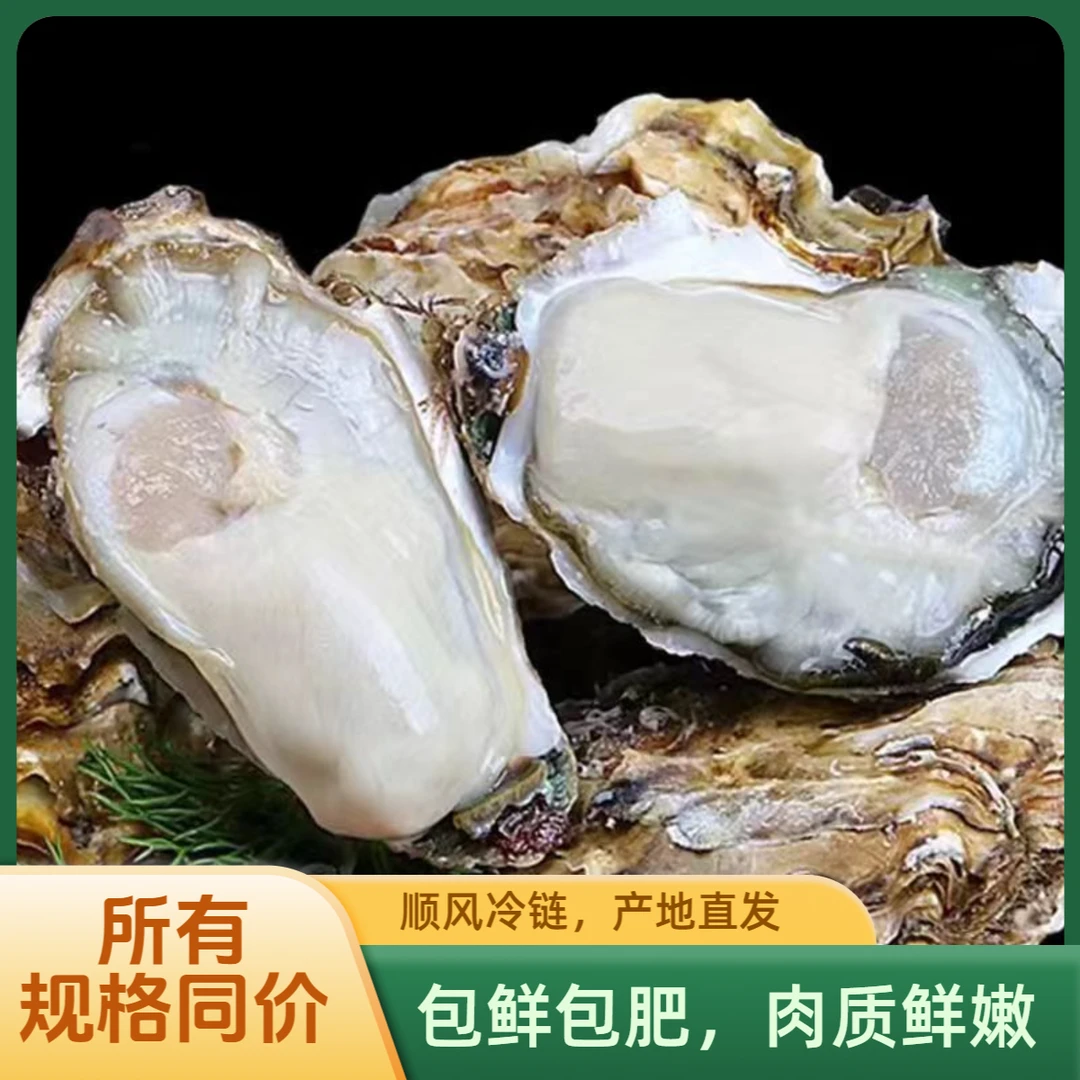 [鲜活冷水生蚝]大小一个价原产地新鲜牡蛎海蛎子生蚝丰收季5斤