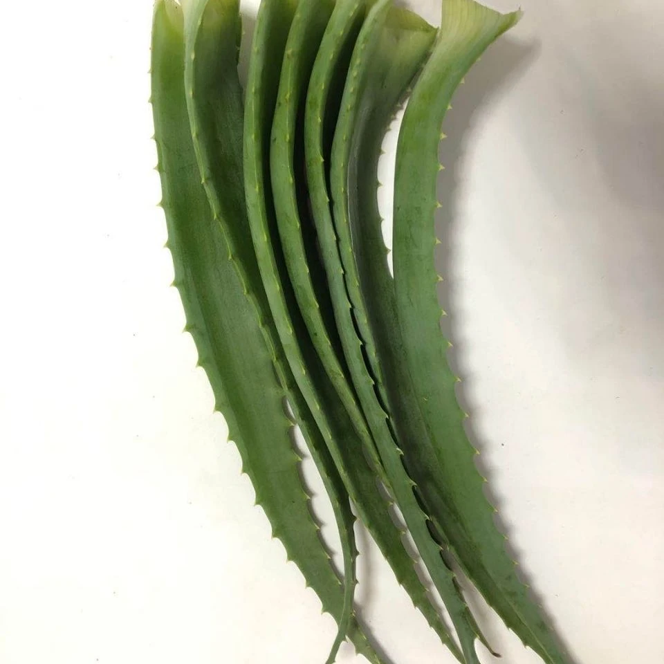 木立芦荟龙爪菊芦荟 芦荟 盆栽芦荟芦荟叶片花卉