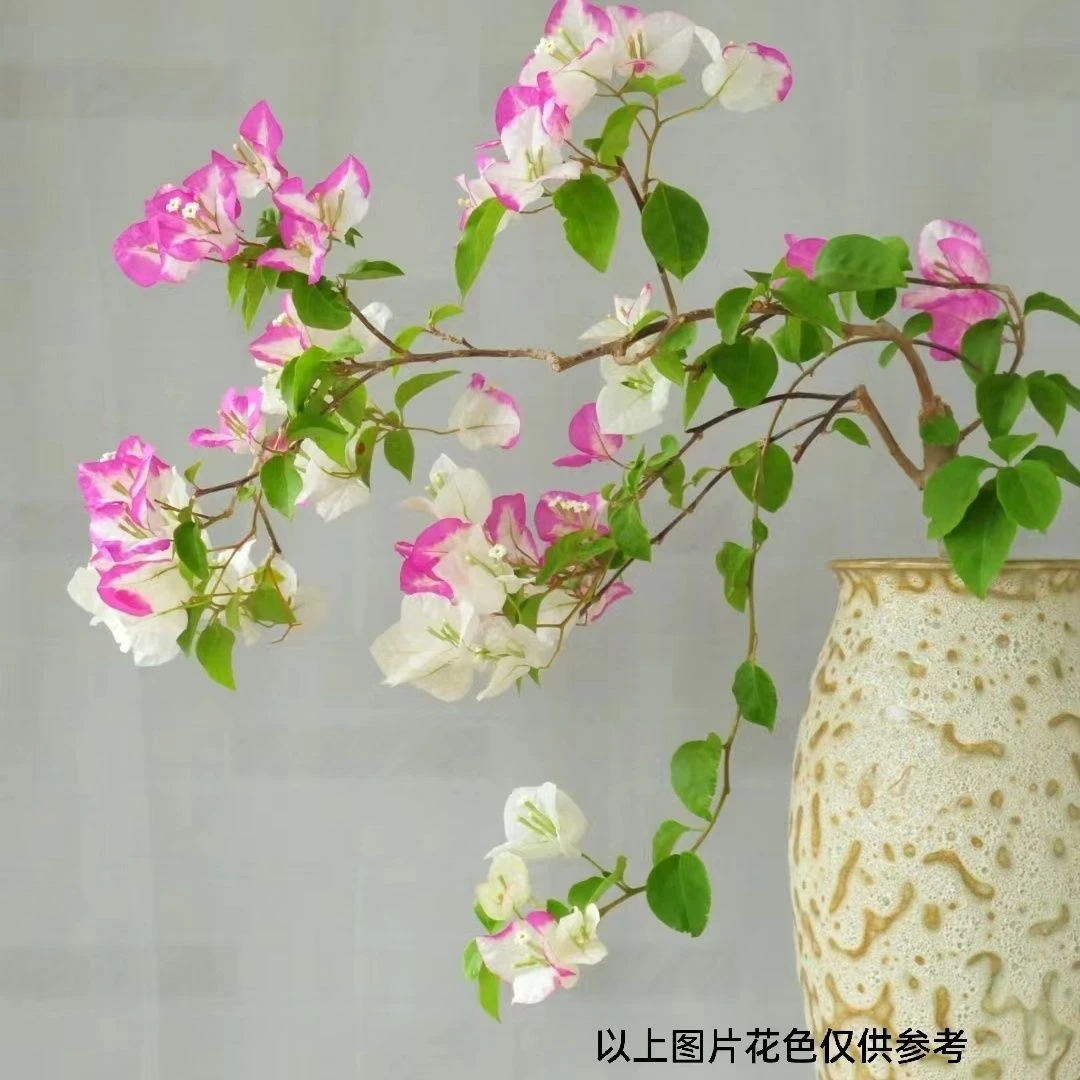 【椰子冰8.8米亏米】四季开花阳台庭院好养养护盆景三角梅爬藤盆栽
