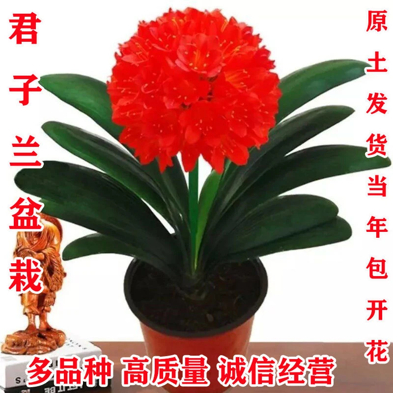 圆头君子兰大苗君子兰盆栽国花君子兰花墨兰花四季耐寒植物蝴蝶兰