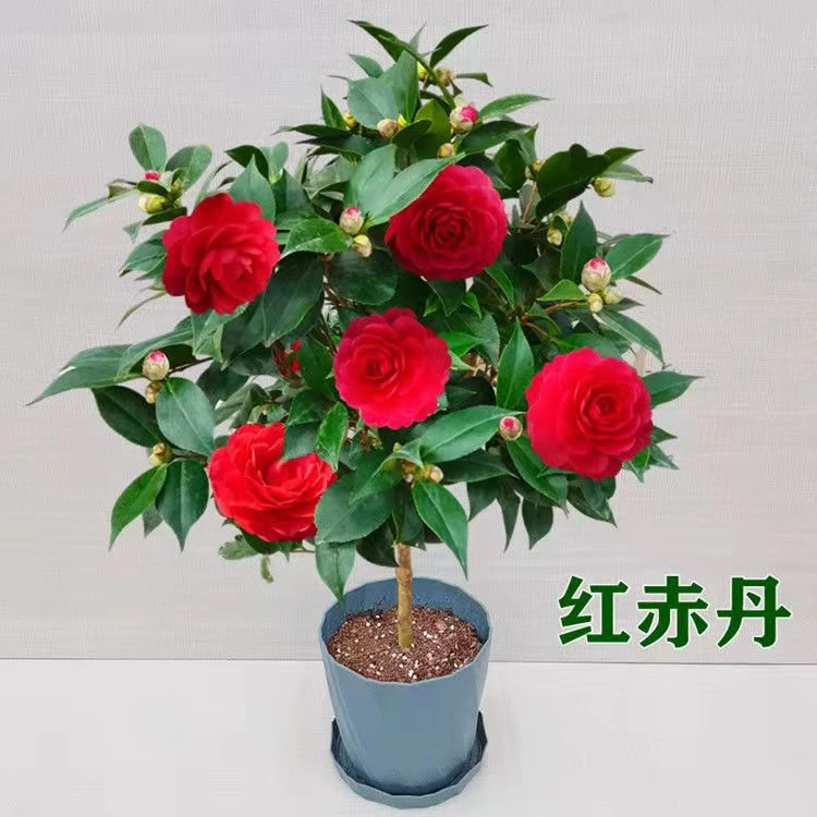 红色赤丹重瓣带花苞茶花盆栽六角大红茶花四季常青花卉室内庭院