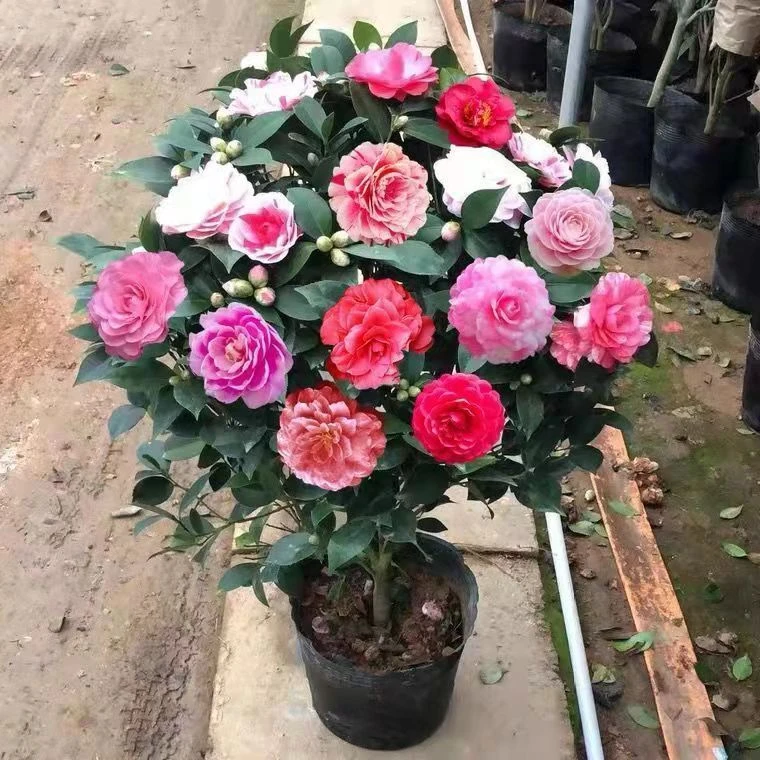 特价小苗五色赤丹重瓣带花苞茶花盆栽树山茶花四季花卉绿植