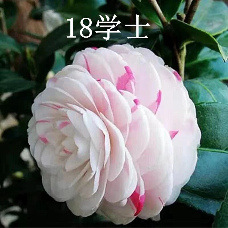 稀有名贵十八学士珍品茶花盆栽带花苞苗白底青芽血丝一花多色庭院