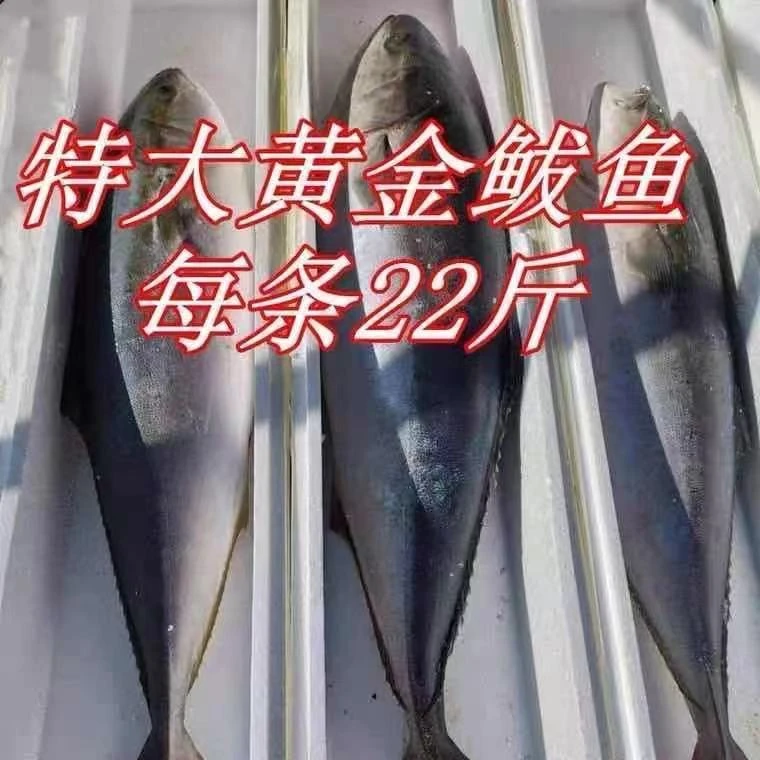 山东特产渤海湾黄金大鲅鱼 鲅鱼礼盒8-24斤