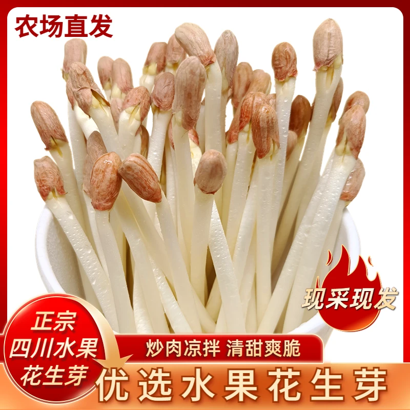【新粉福利】现采新鲜蔬菜花生芽食用花生苗火锅沙拉长寿菜好吃营养