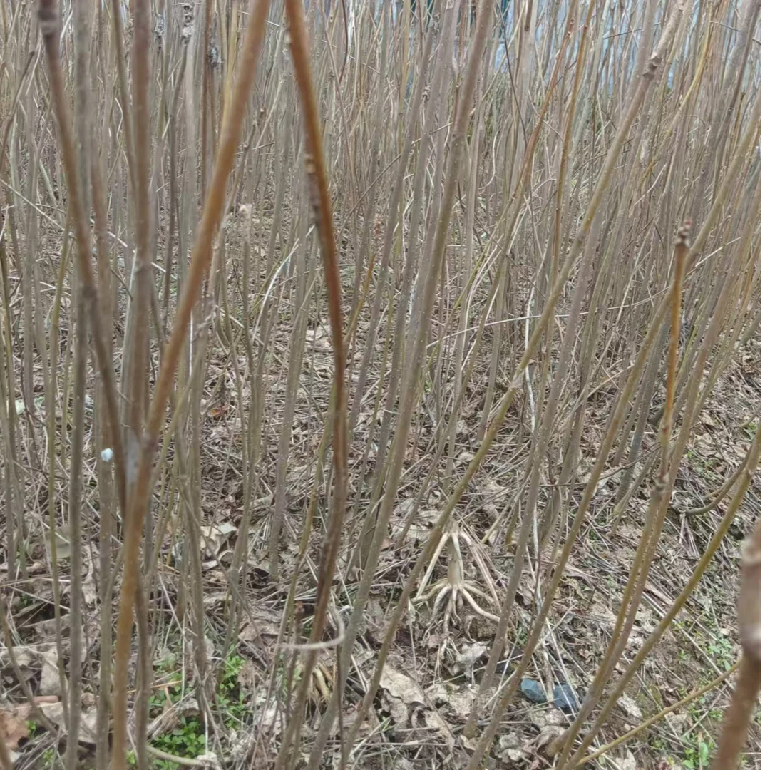 黄柏树苗树苗大中小