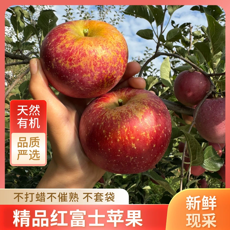 头茬新果云南昭通红露红富士丑苹果脆甜多汁现摘应季新鲜孕妇水果