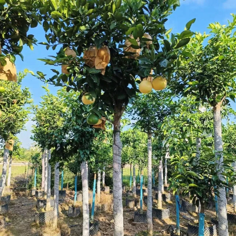 奢扬【一物一拍】庭院绿植果树盆栽地栽果树苗红美人葡萄柚砂糖橘等