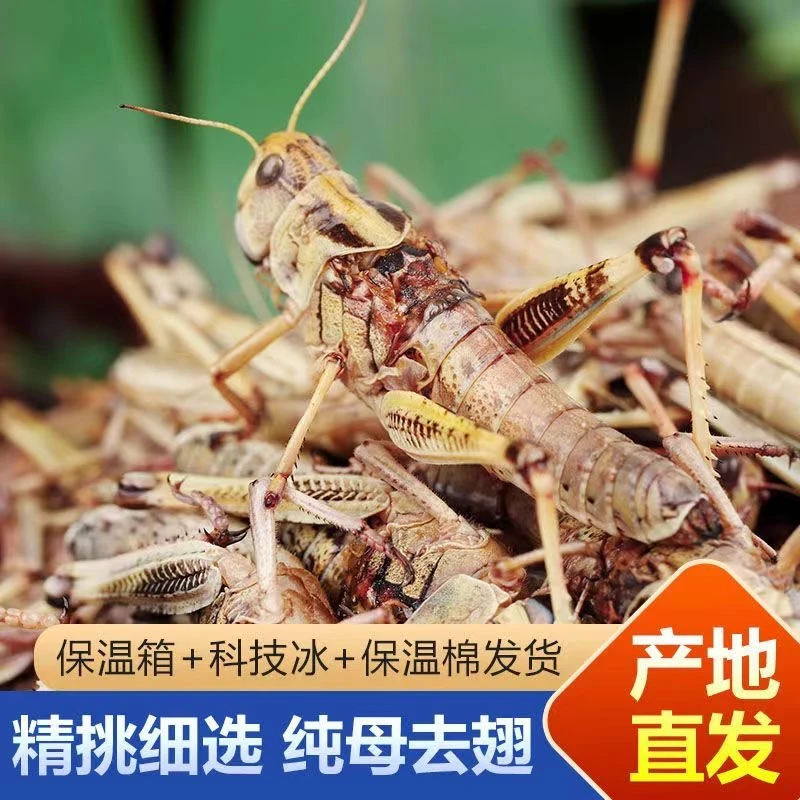 山东特产新鲜蚂蚱蚱蜢正宗纯母去翅带籽活体速冻东亚飞蝗蚂蚱顺丰